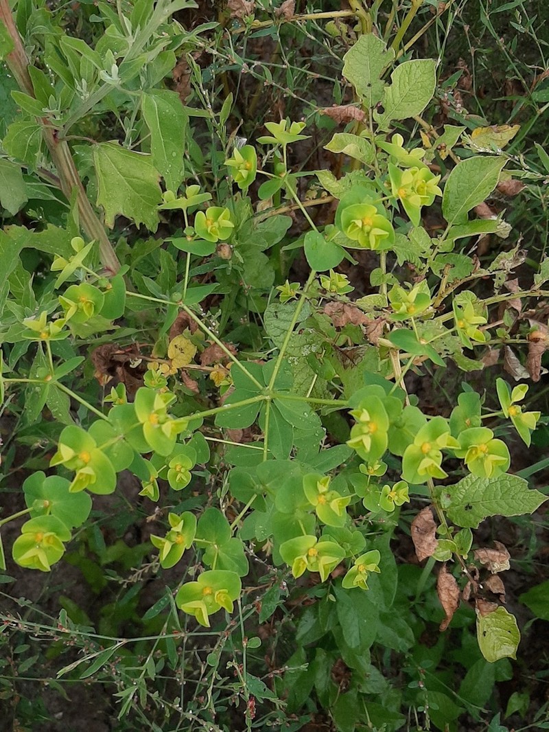Broadleaf Spurge photo 5