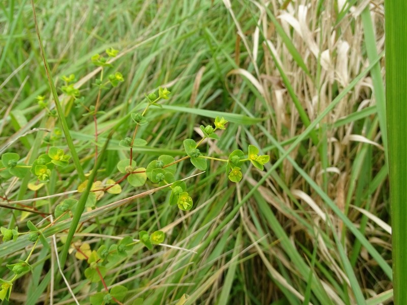 Broadleaf Spurge photo 6