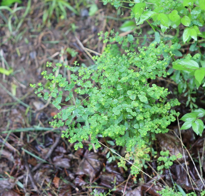Broadleaf Spurge photo 7