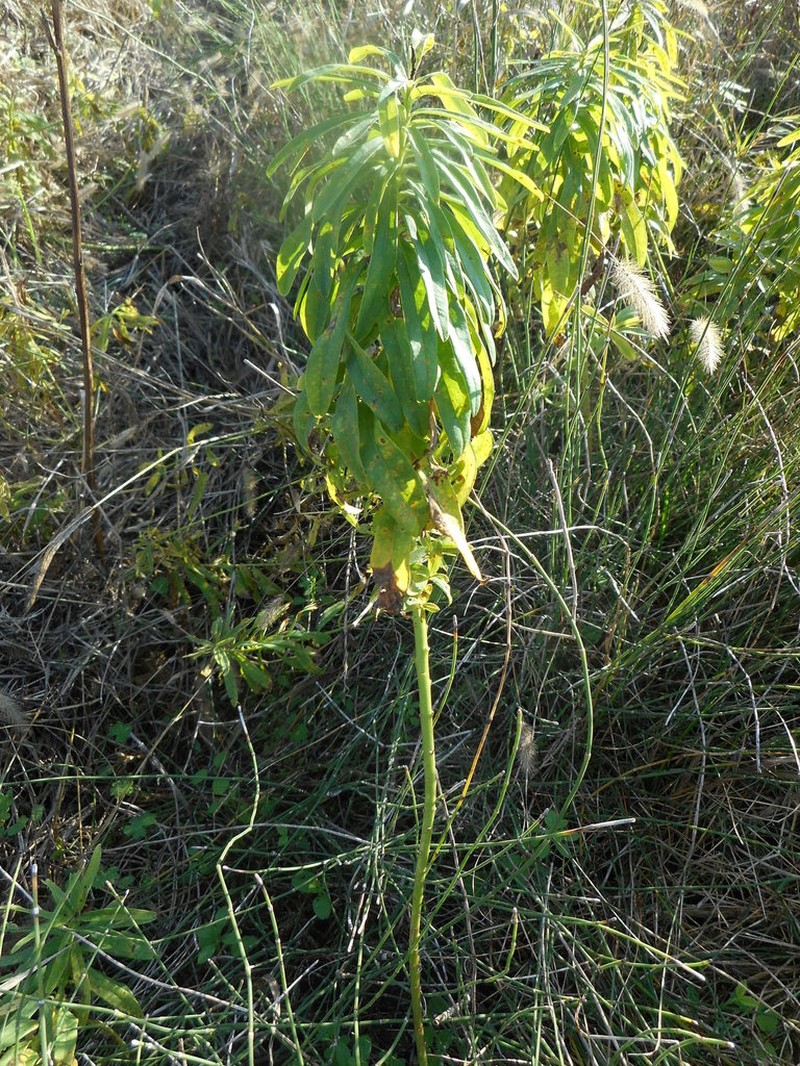Broadleaf Spurge photo 8