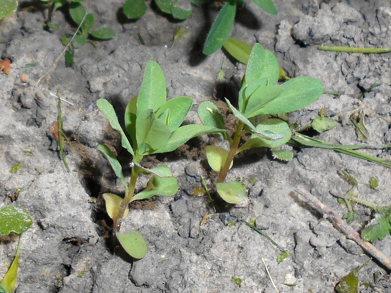 Broadleaf Spurge photo 4