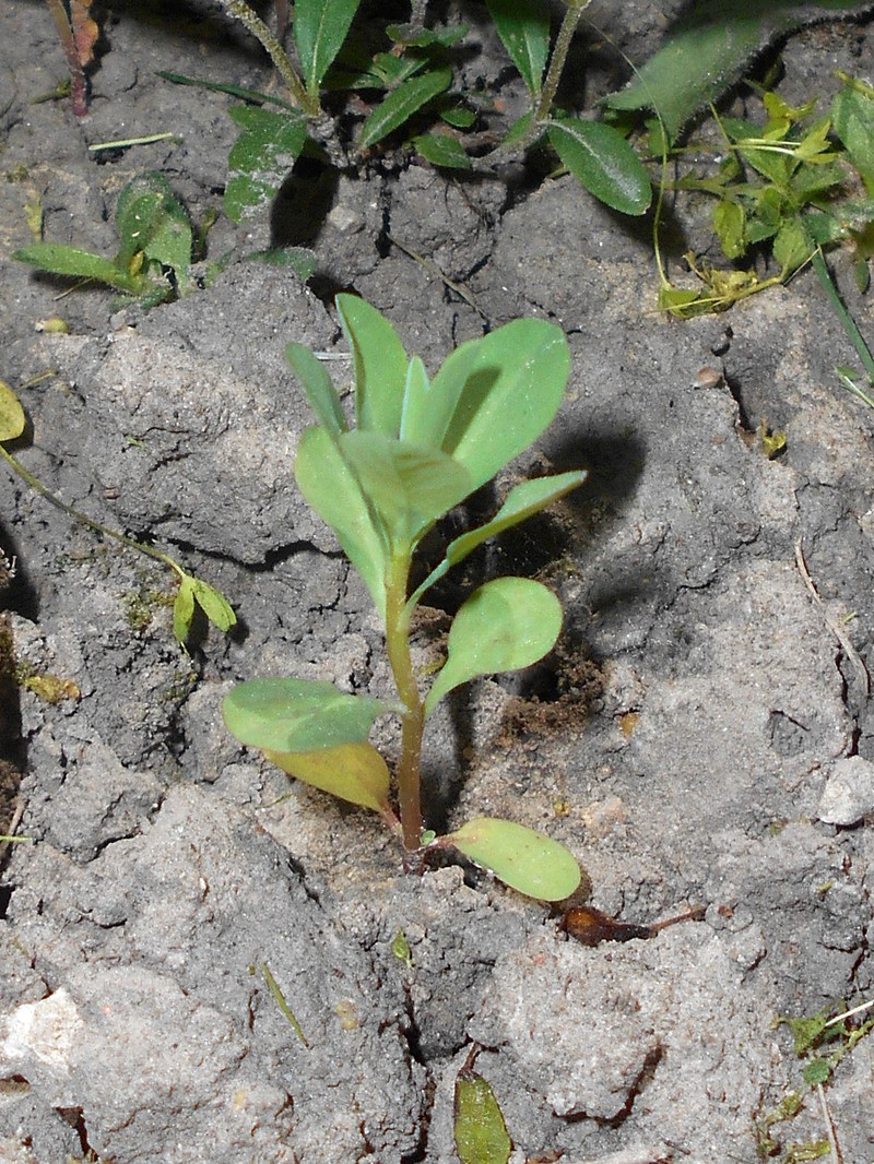 Broadleaf Spurge photo 5