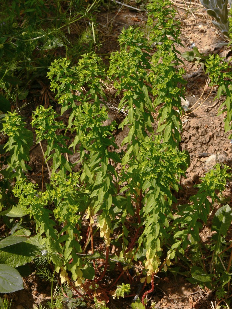 Broadleaf Spurge photo 6