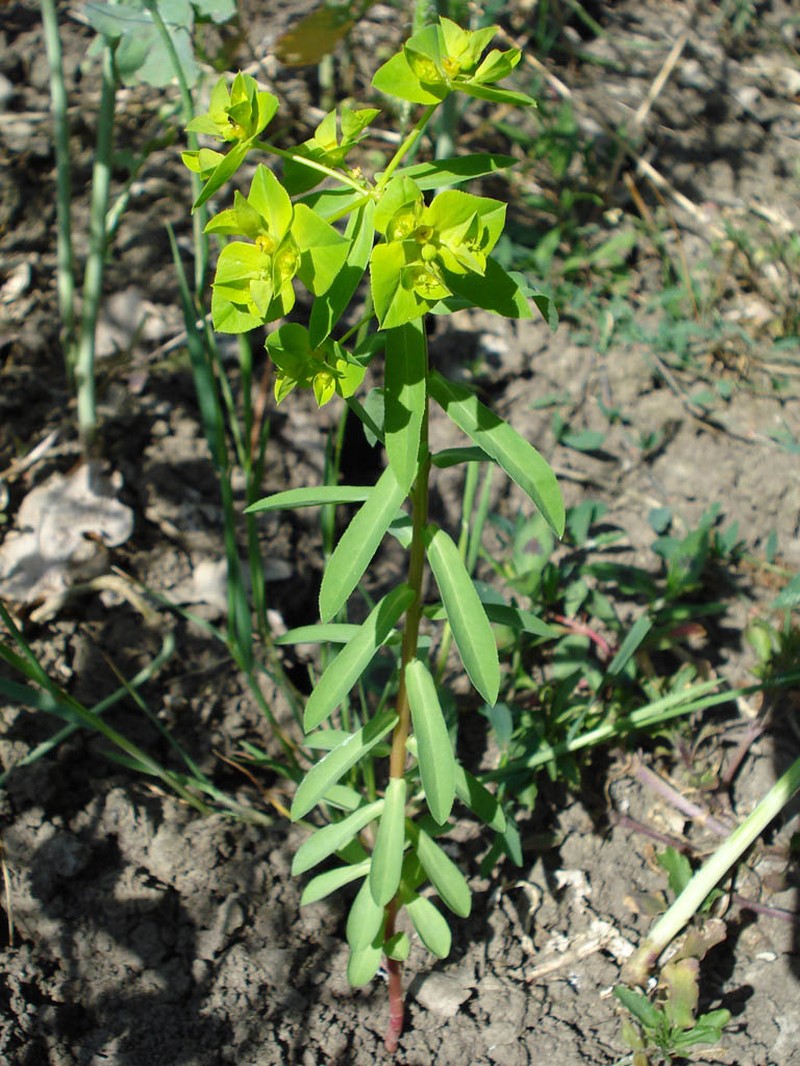Broadleaf Spurge