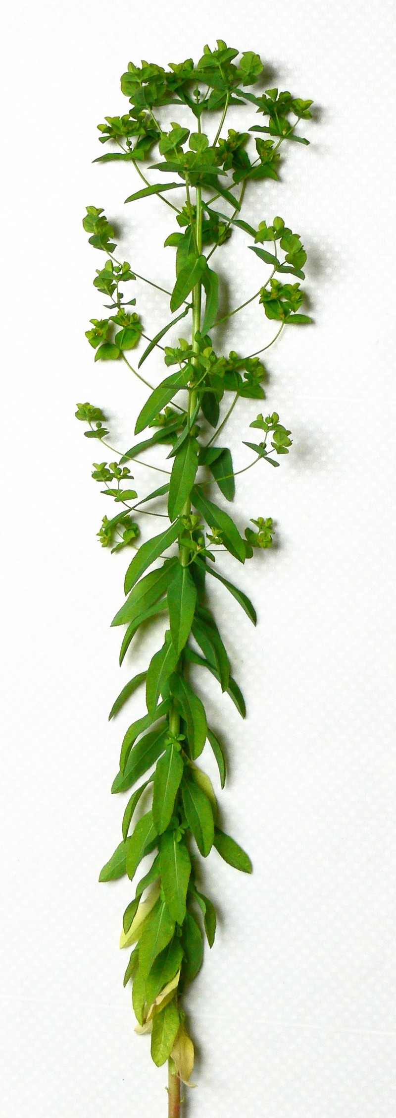Broadleaf Spurge photo 2