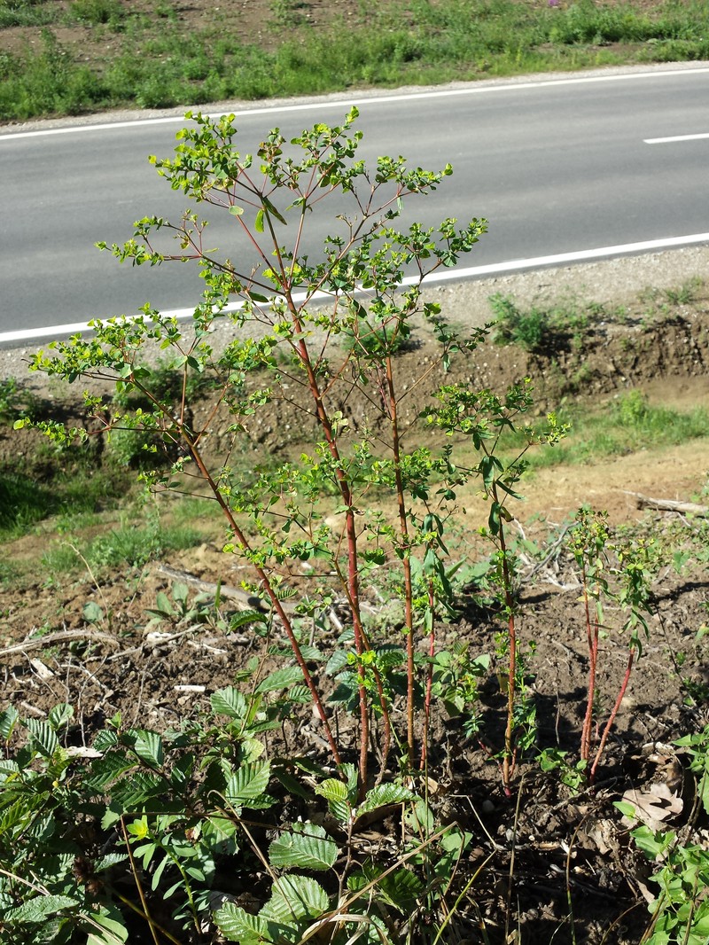 Broadleaf Spurge photo 3
