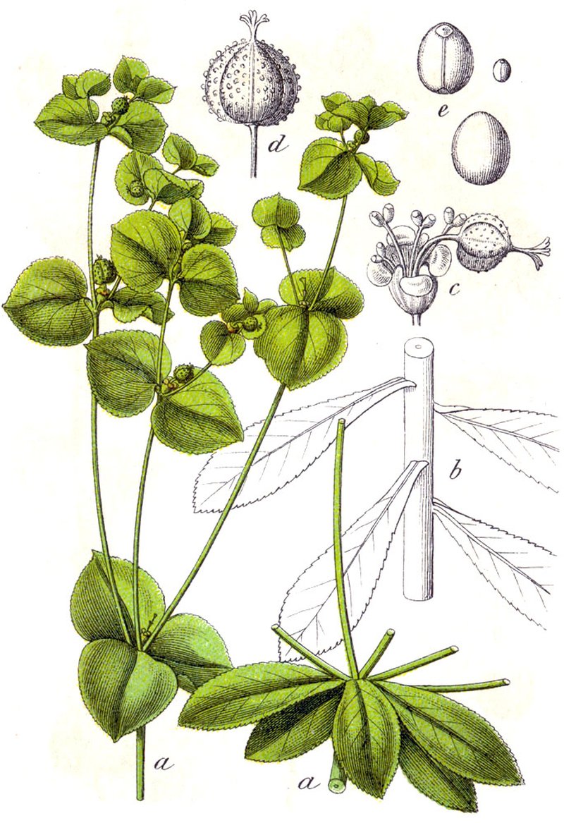 Broadleaf Spurge photo 7
