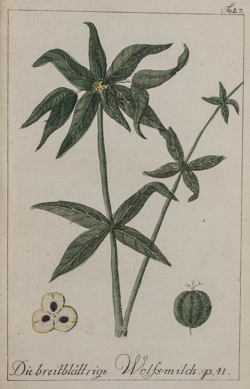 Broadleaf Spurge photo 8