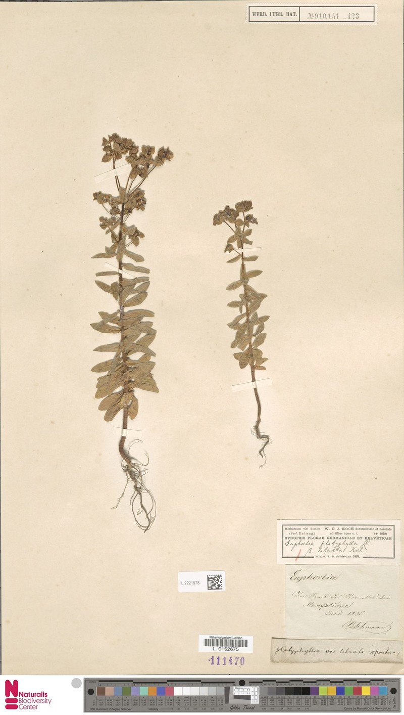 Euphorbia platyphyllos subsp. literata