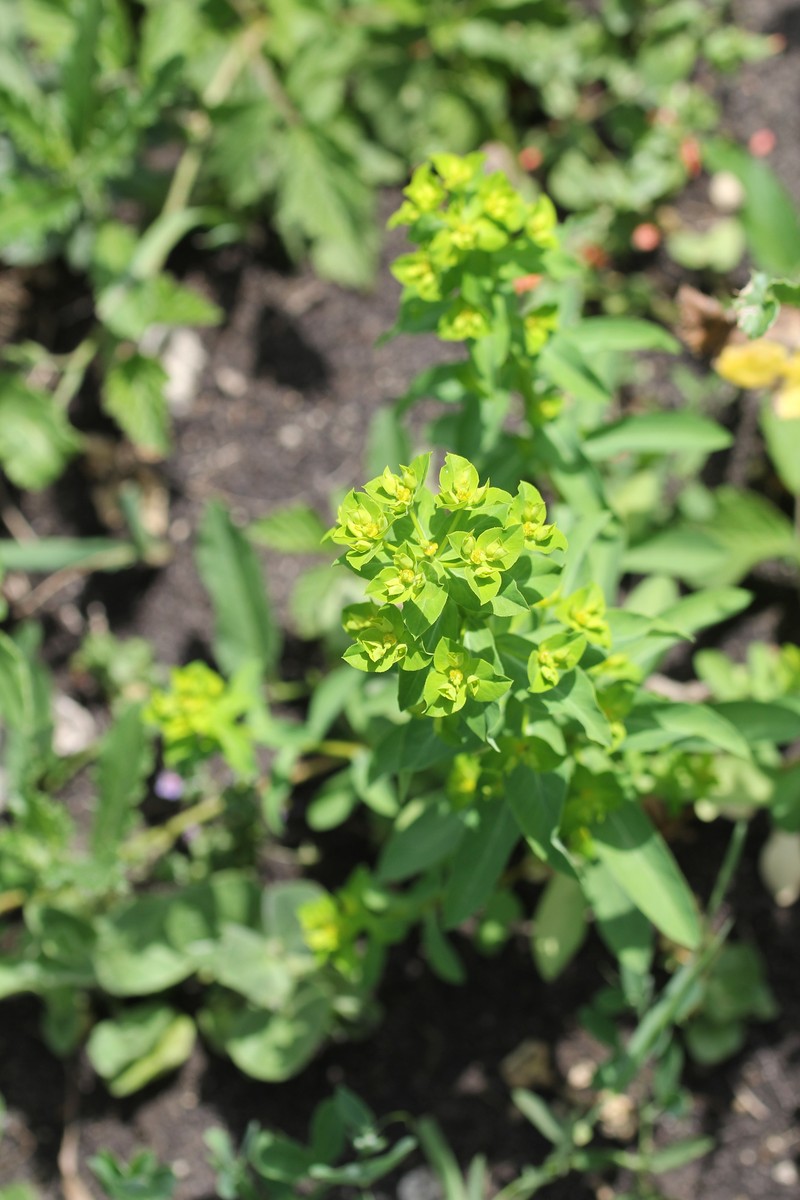 Euphorbia platyphyllos subsp. platyphyllos