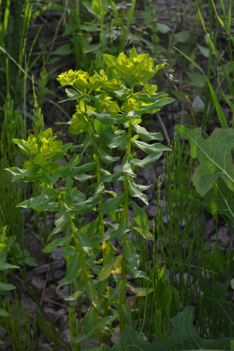 Euphorbia platyphyllos subsp. platyphyllos photo 2