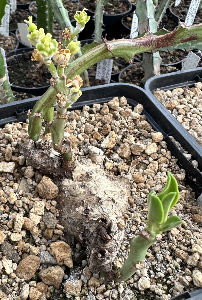 Euphorbia platyrrhiza
