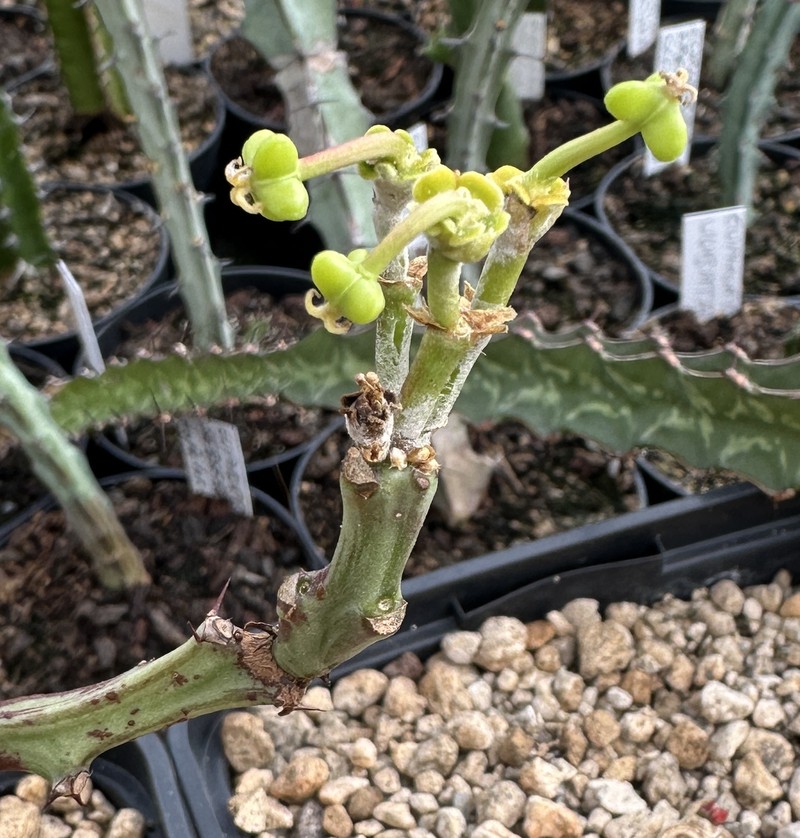 Euphorbia platyrrhiza photo 2