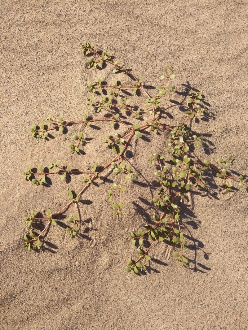Flatseed Sandmat