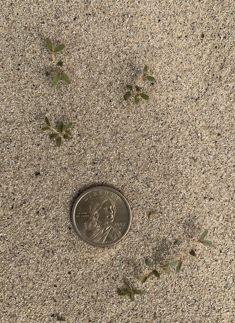 Flatseed Sandmat photo 2