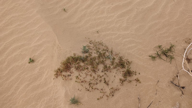 Flatseed Sandmat photo 4