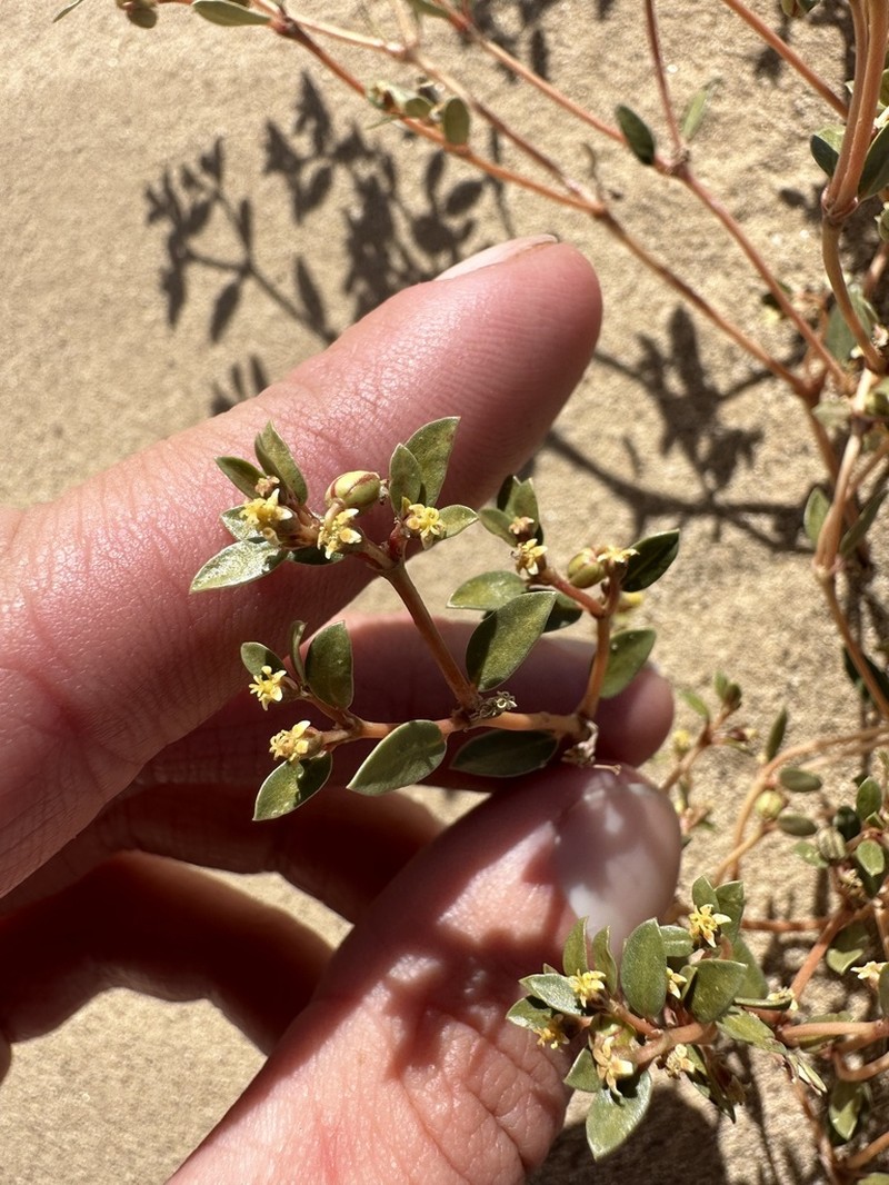 Flatseed Sandmat photo 5