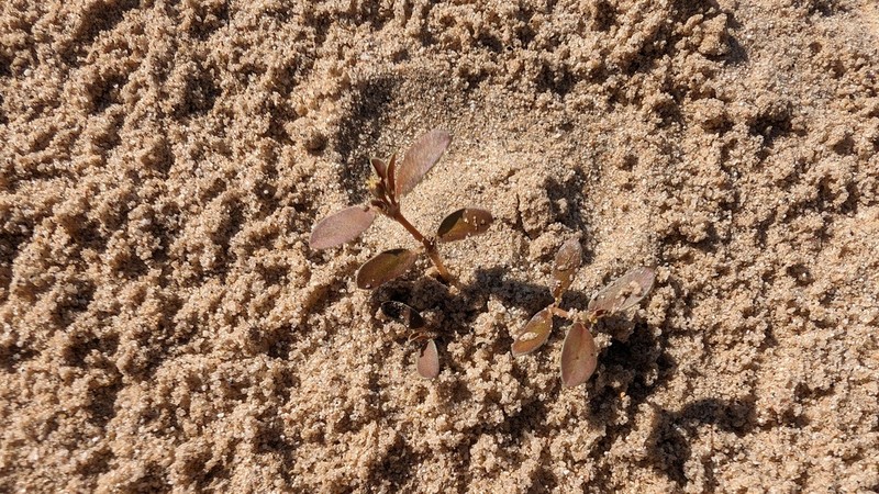 Flatseed Sandmat photo 6