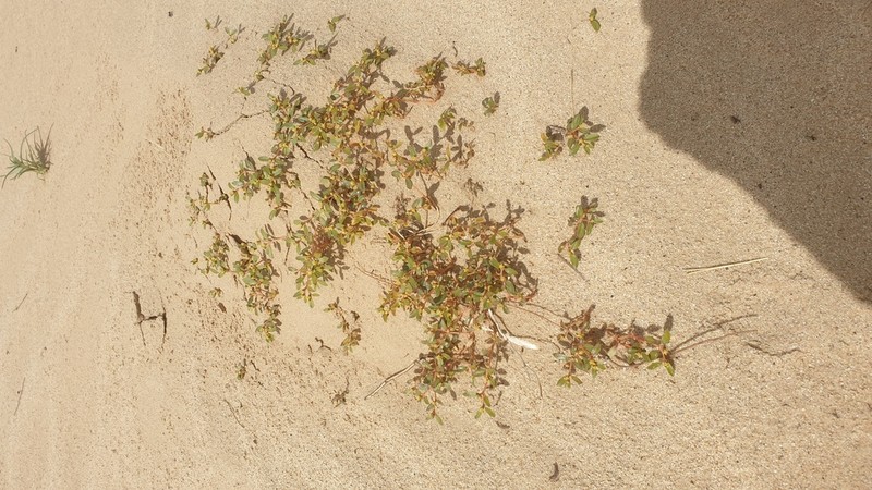 Flatseed Sandmat photo 7