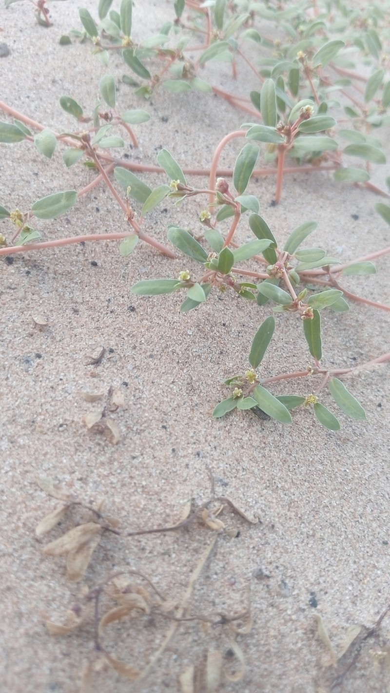 Flatseed Sandmat photo 8