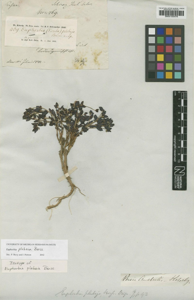 Euphorbia plebeia