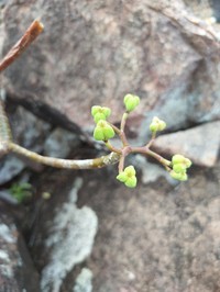Euphorbia plumerioides