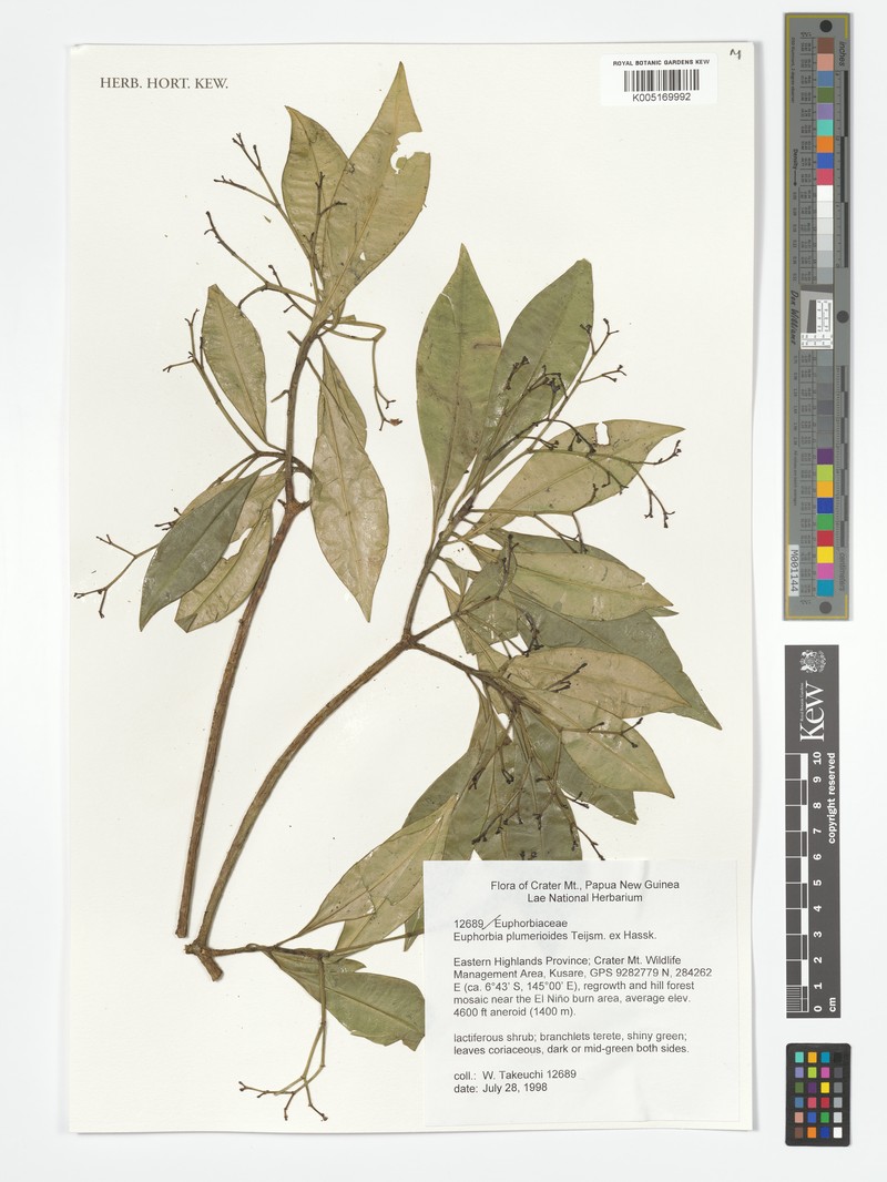 Euphorbia plumerioides photo 3