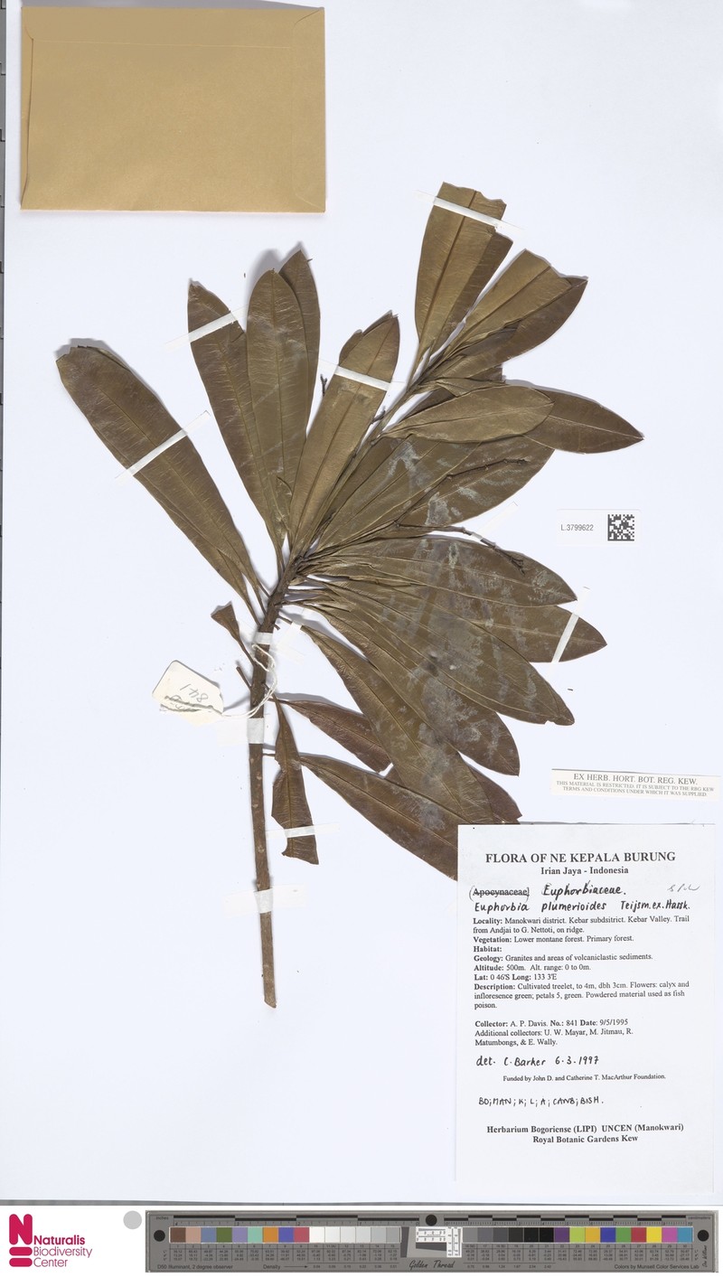 Euphorbia plumerioides photo 4