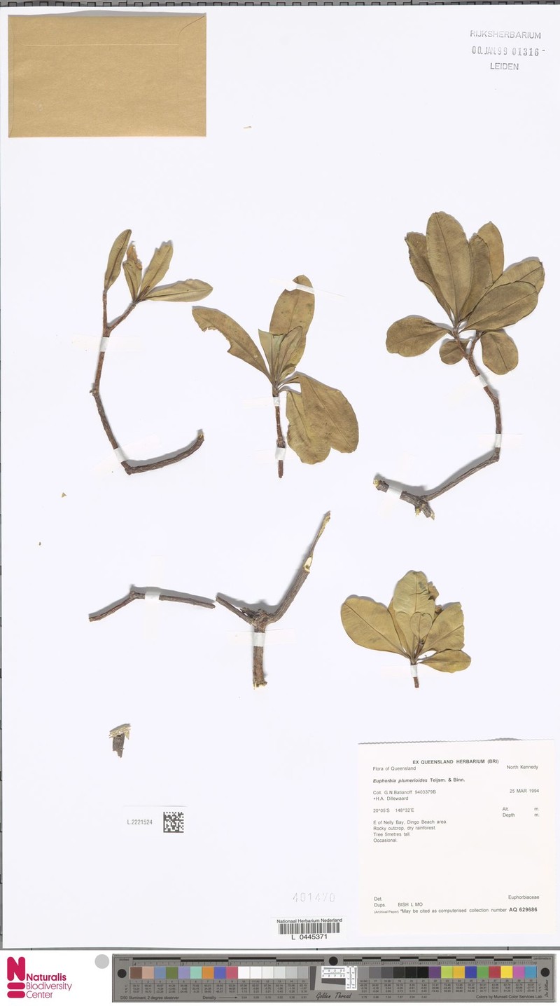 Euphorbia plumerioides photo 5