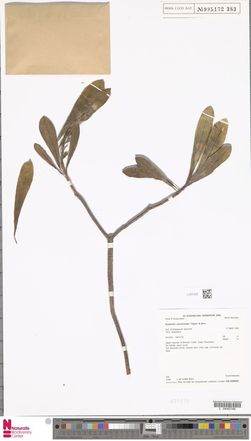 Euphorbia plumerioides photo 6