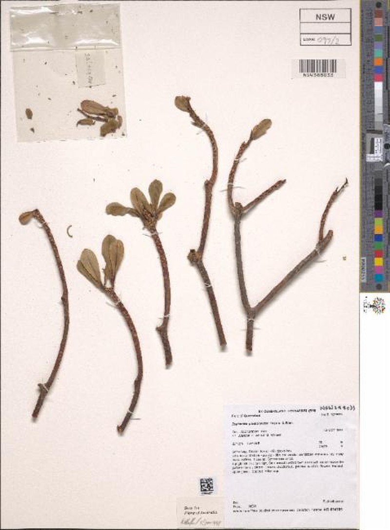Euphorbia plumerioides photo 7