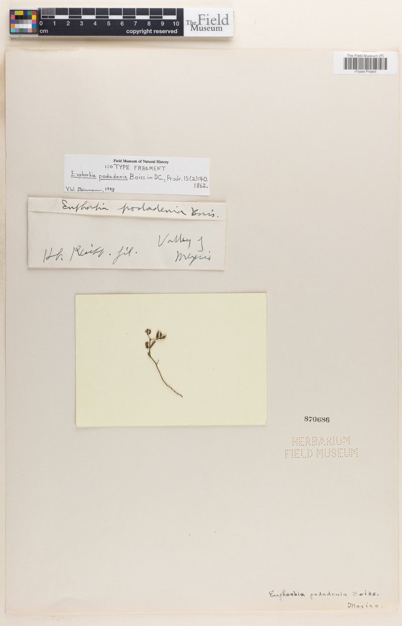 Euphorbia podadenia