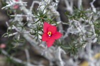 Euphorbia podocarpifolia