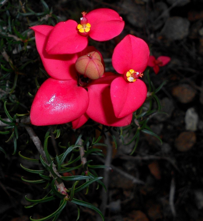 Euphorbia podocarpifolia photo 2
