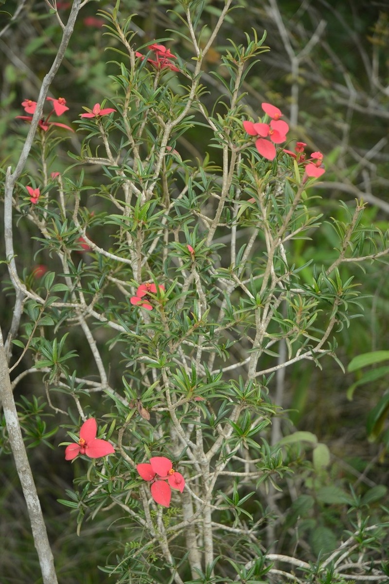 Euphorbia podocarpifolia photo 3