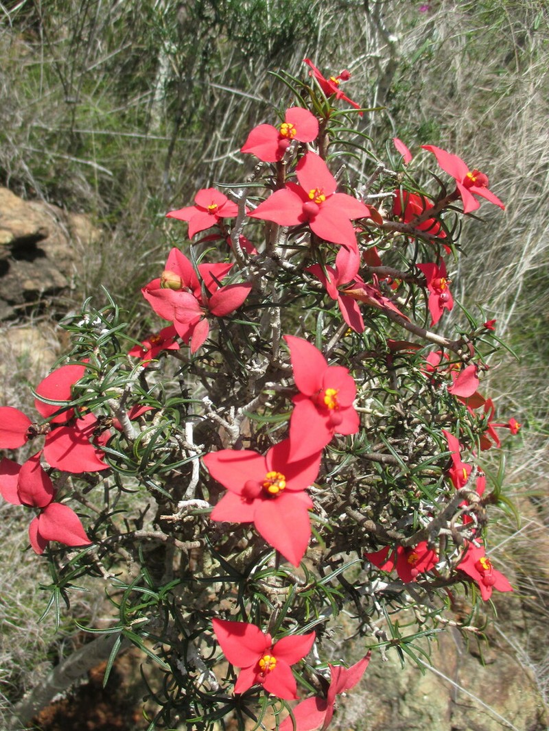 Euphorbia podocarpifolia photo 4