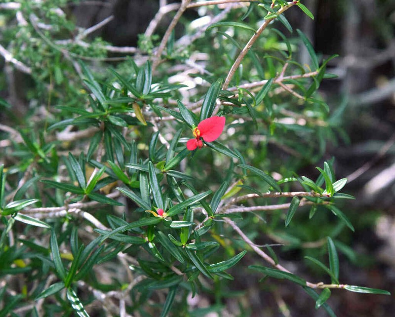 Euphorbia podocarpifolia photo 5