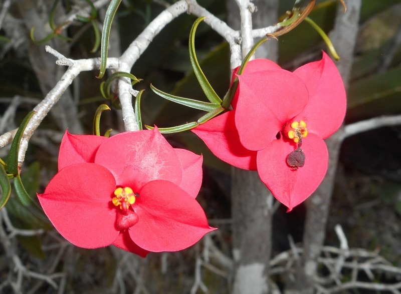 Euphorbia podocarpifolia photo 7