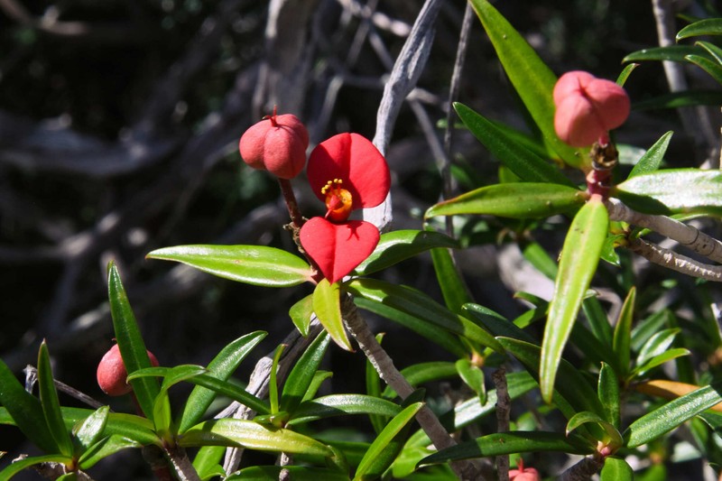 Euphorbia podocarpifolia photo 8