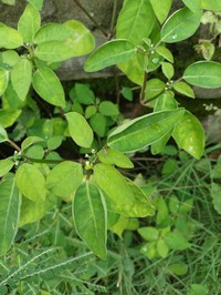 Euphorbia poeppigii