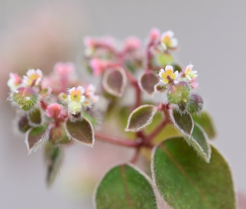 Euphorbia poeppigii photo 2