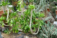 Euphorbia poissonii