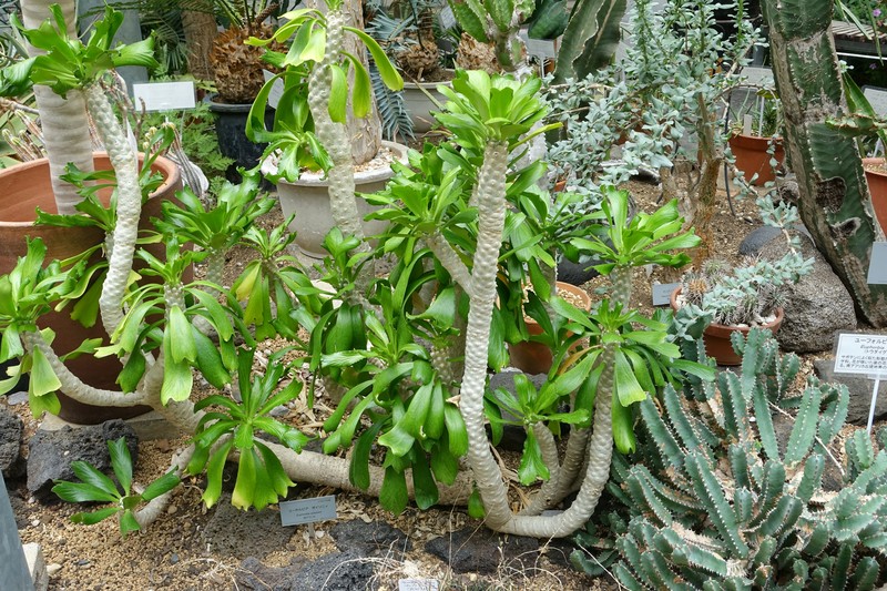 Euphorbia poissonii