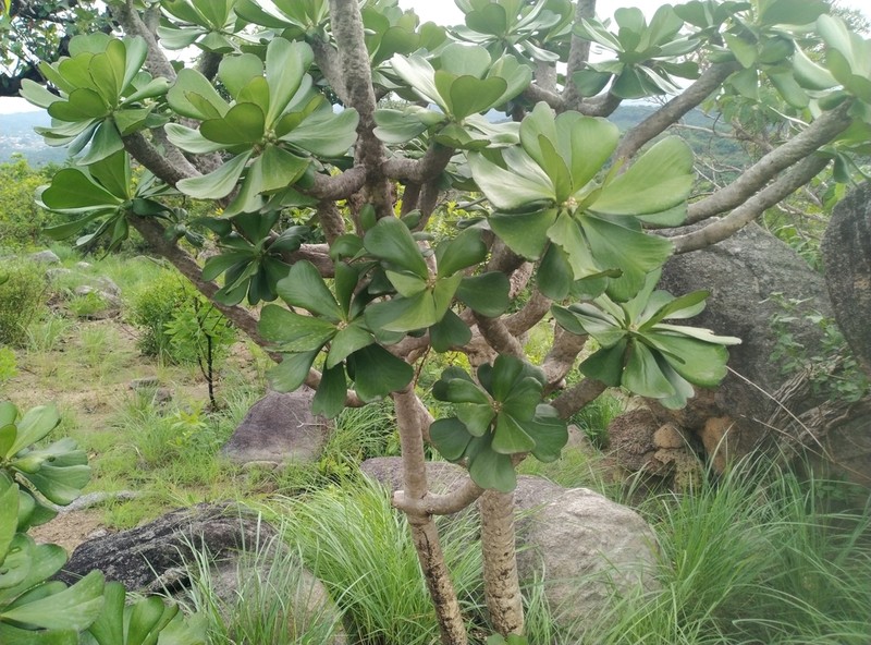 Euphorbia poissonii photo 2