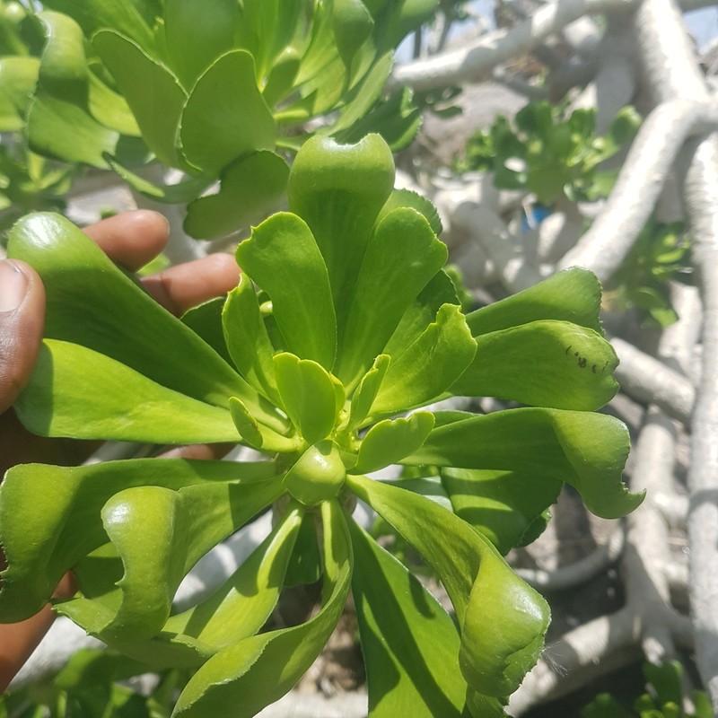 Euphorbia poissonii photo 3