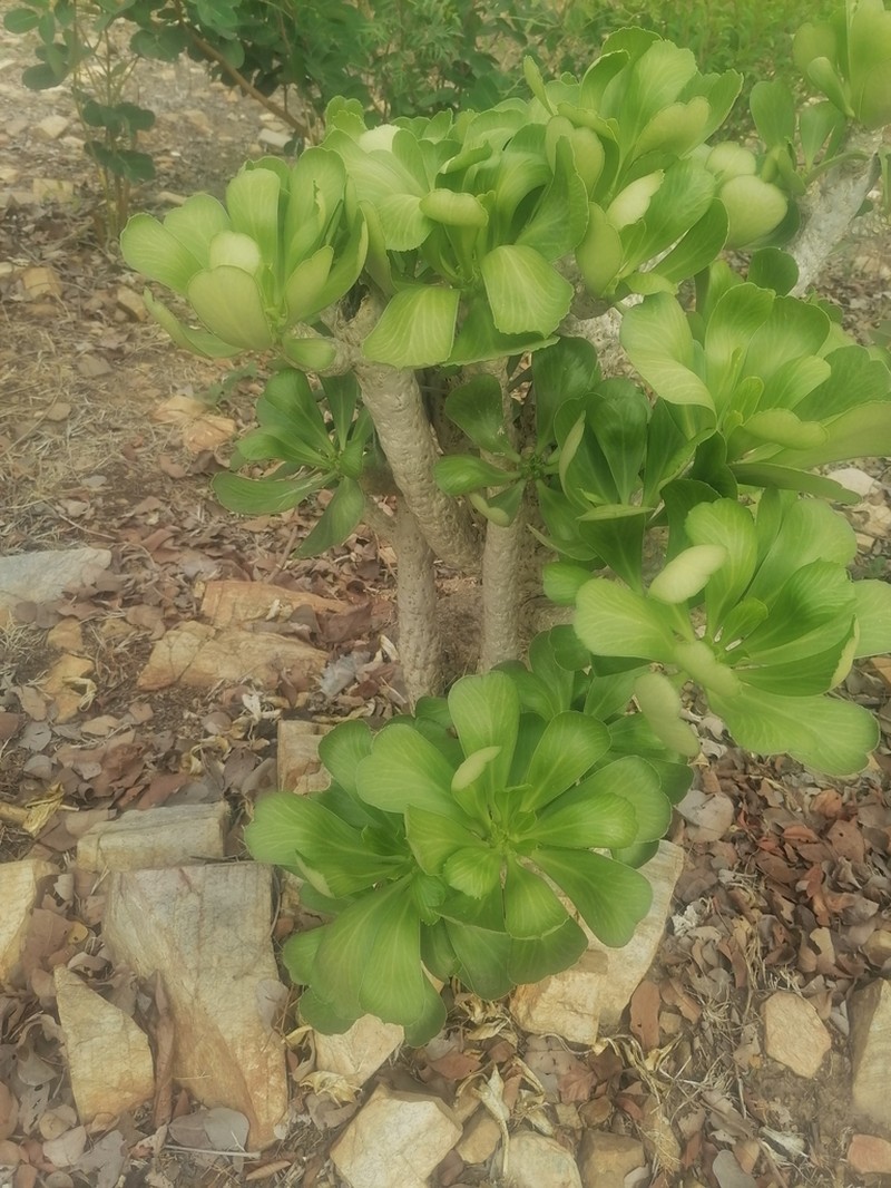 Euphorbia poissonii photo 4