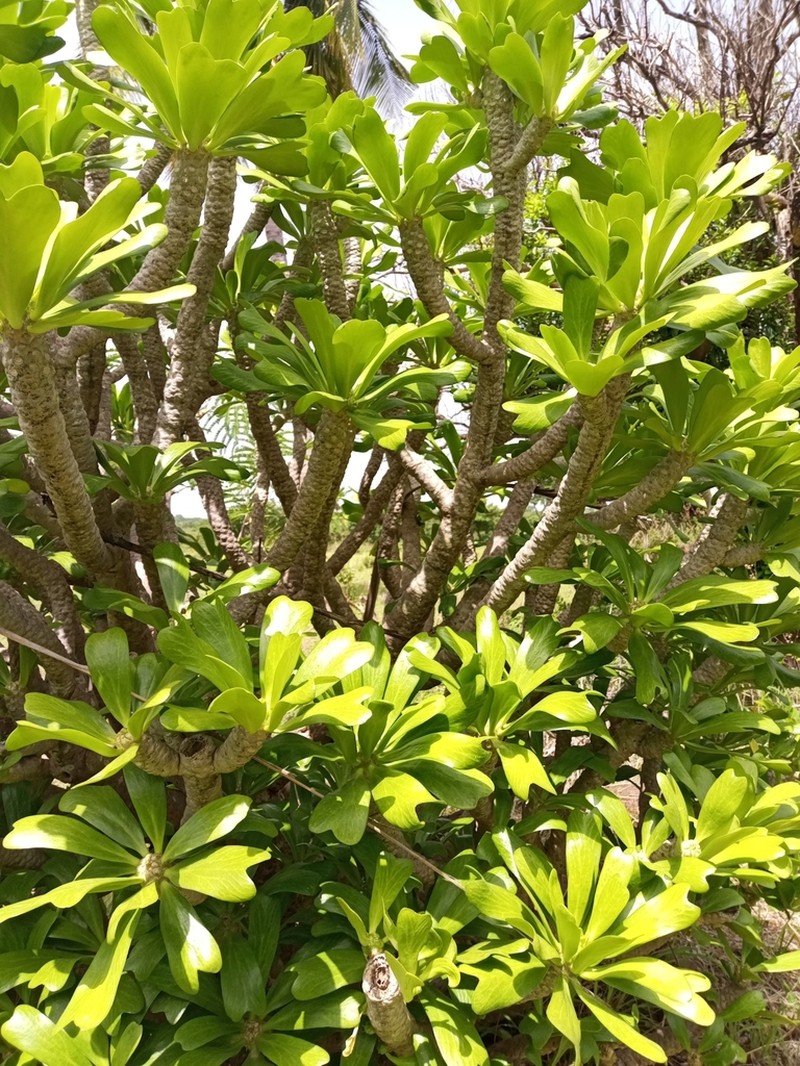 Euphorbia poissonii photo 5