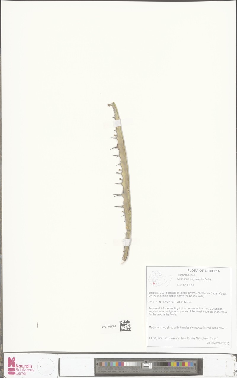 Euphorbia polyacantha photo 2
