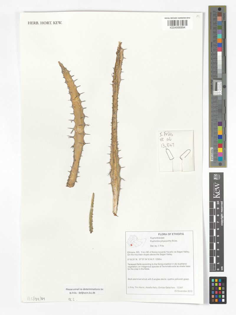 Euphorbia polyacantha photo 3