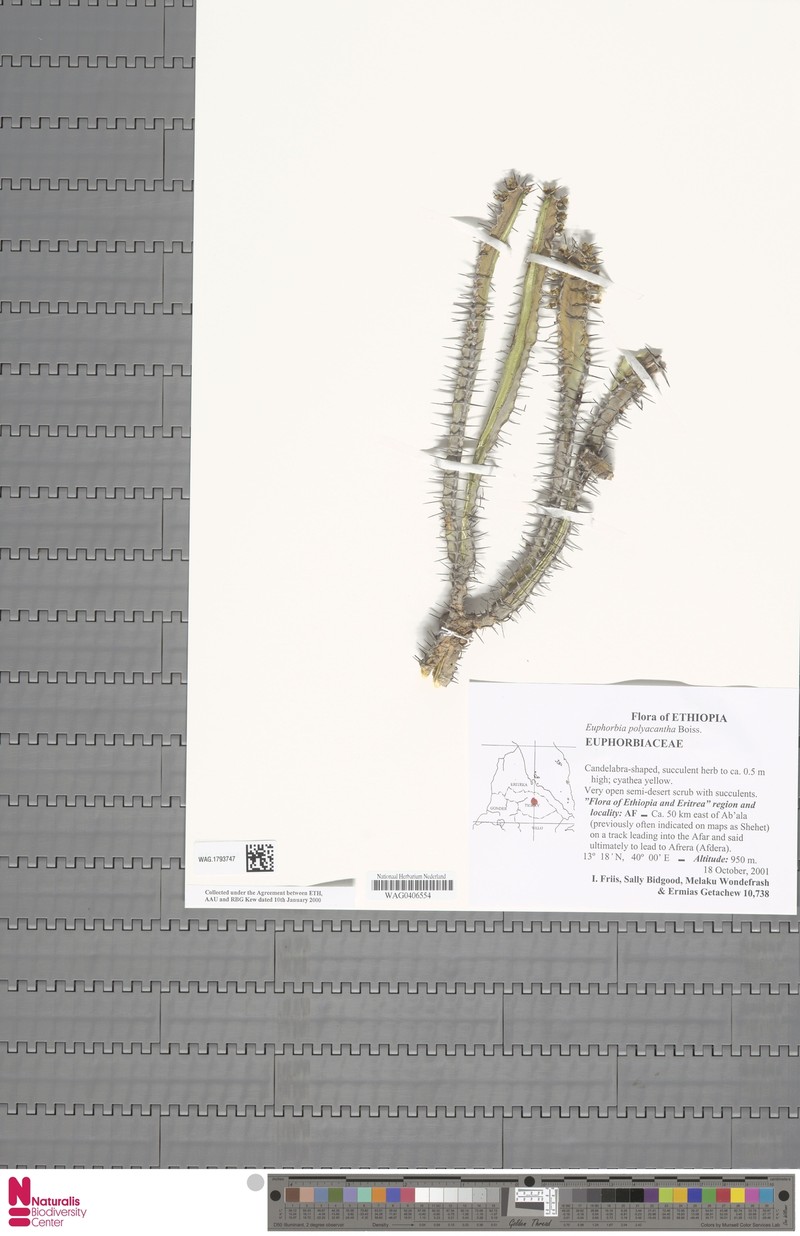 Euphorbia polyacantha photo 4
